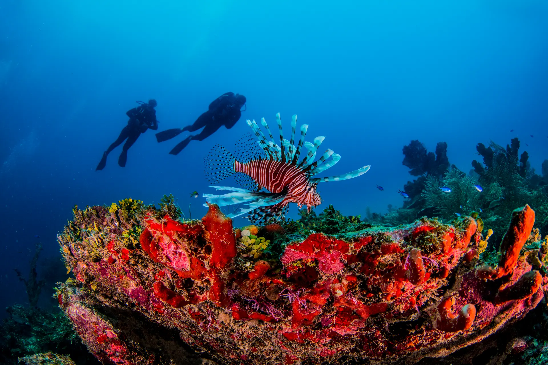 Diving a vivid coral reef