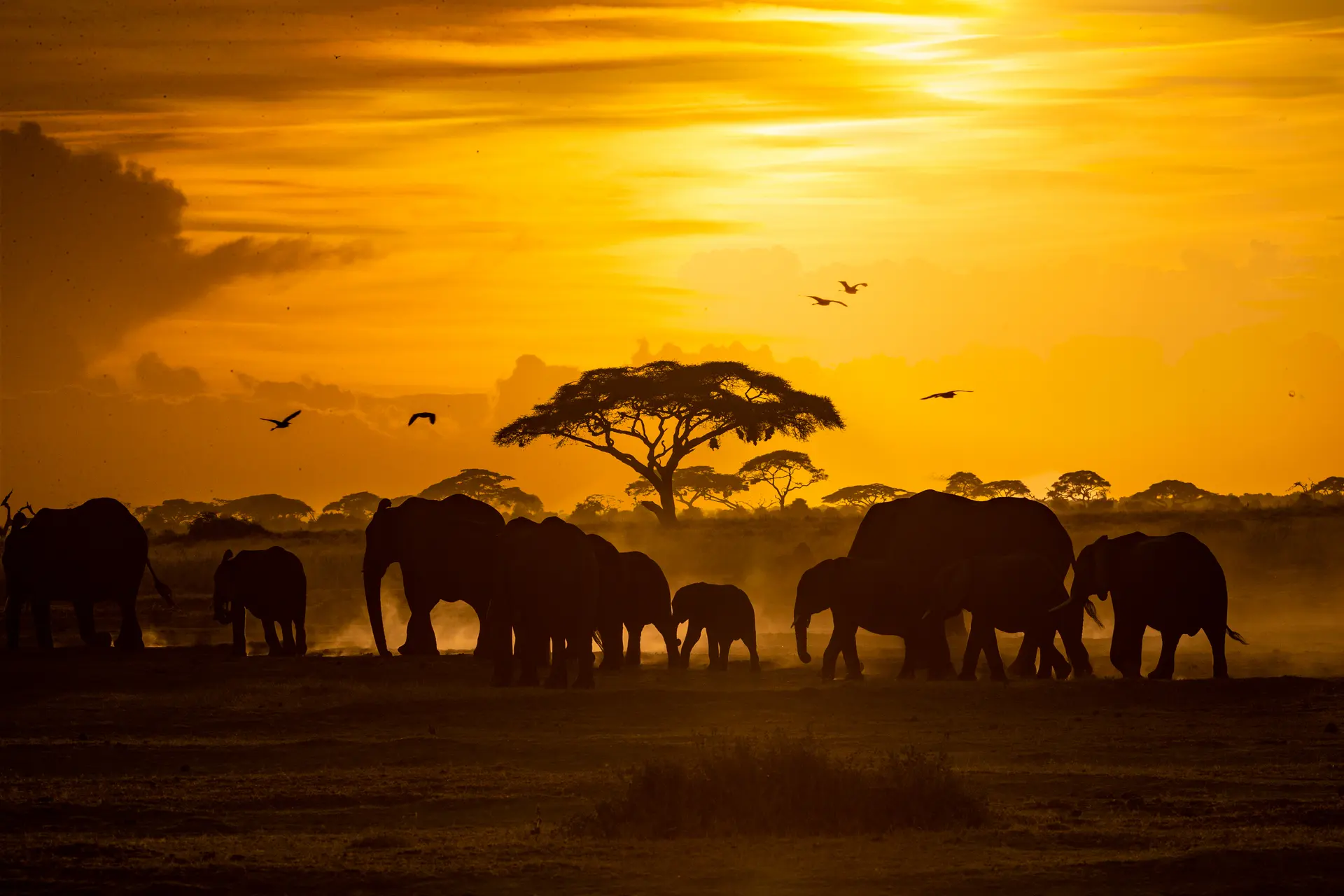 Elephants on the African plain at dusk